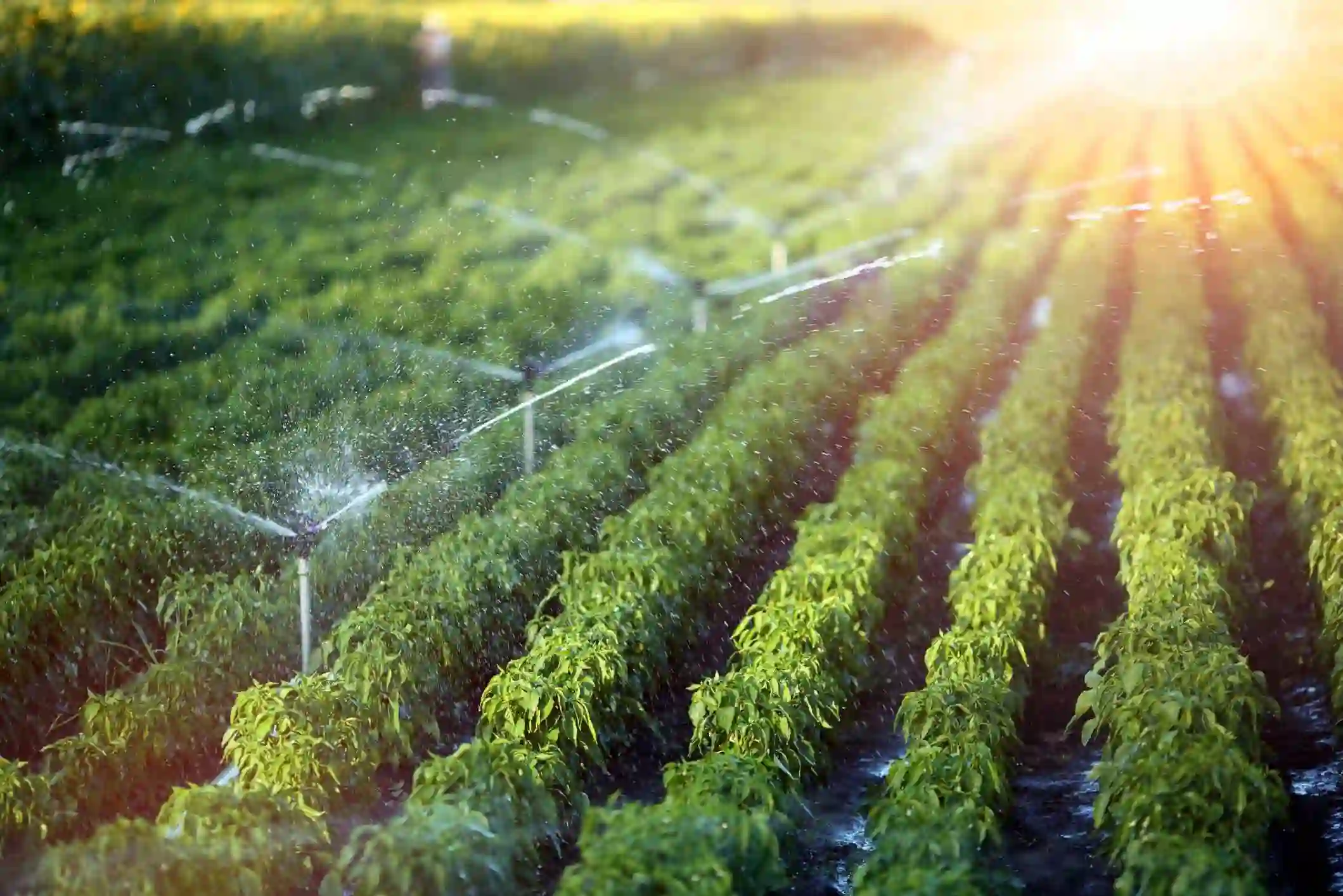 Agricultural Irrigation